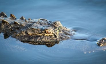 Floating Alligator, Alligator Investing