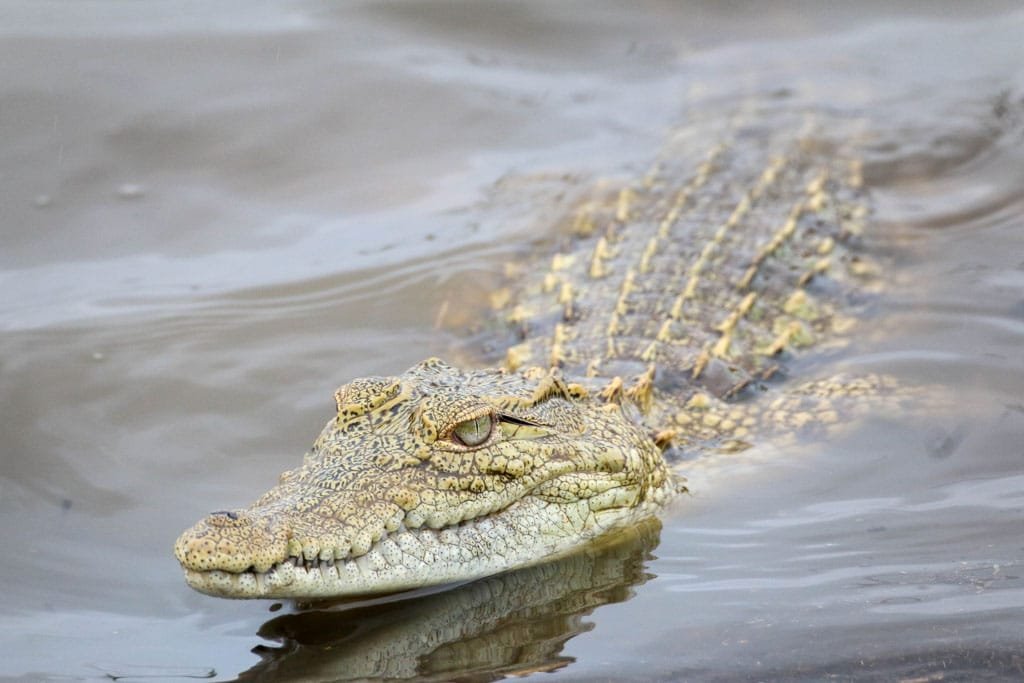 Floating Alligator, Alligator Investing