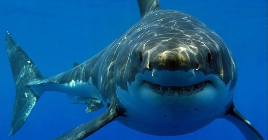 Shark in blue water